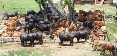 Cattle smuggling: BSF ex-Commandant among 7 named in CBI charge sheet
