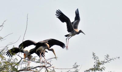 Fresh bird flu case reported in Delhi Zoo
