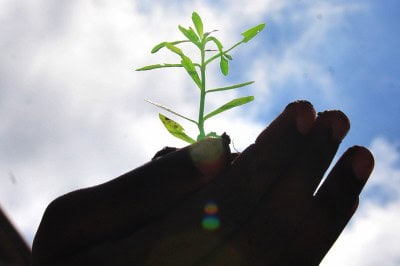 Himachal involving students for survival of saplings