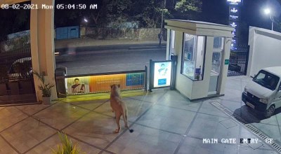 Lioness strolls around hotel in Junagadh
