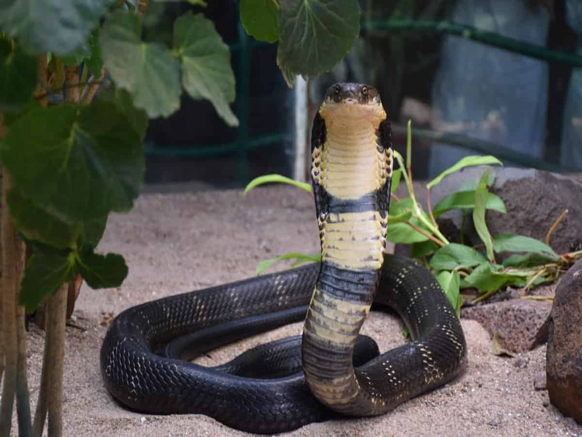 Friends of Snake Society cleaning Hyderabad off snakes