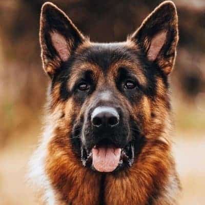 Bihar Police to get two dozen sniffer dogs soon