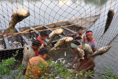 Fish farming gets a boost in UP