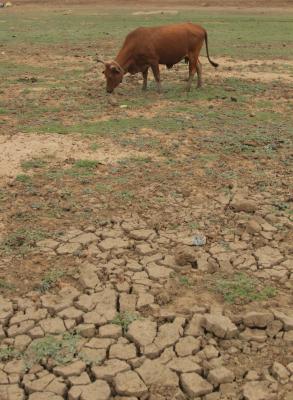 Why solving Bundelkhand's water crisis is an annual mirage