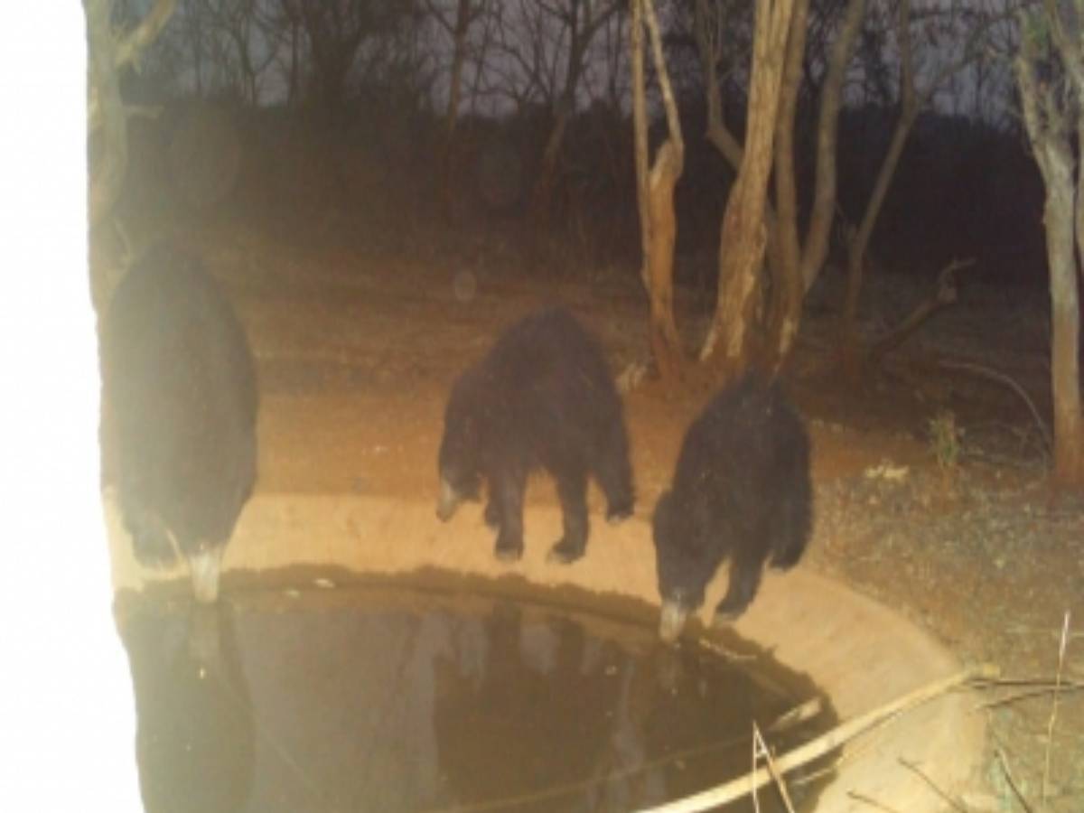 Animals in Telangana forests flock to saucer pits to quench thirst