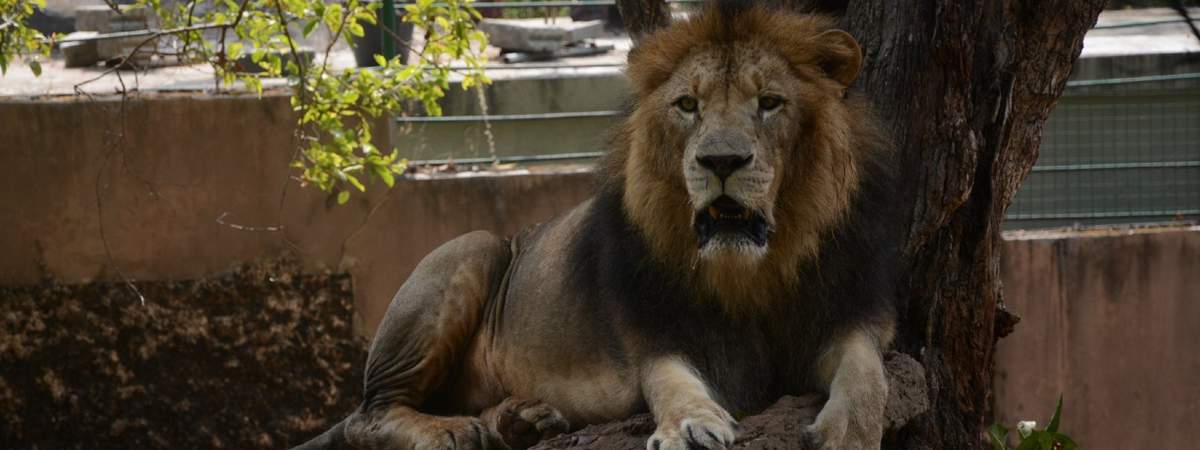 Sri Lanka's COVID-infected lion recovering