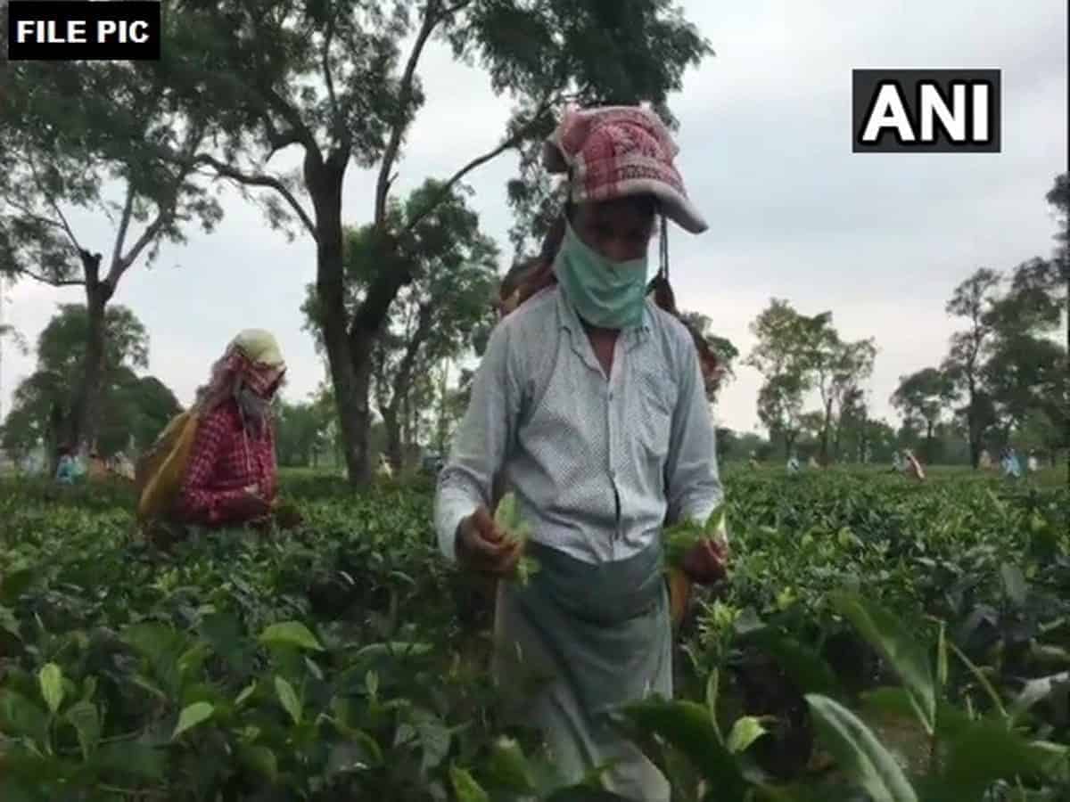 Assam tea