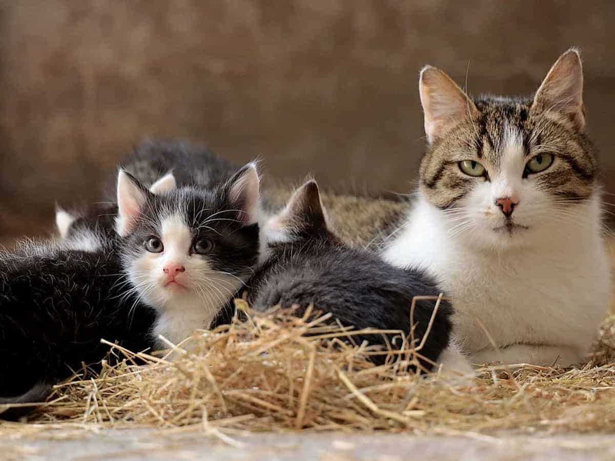 Turkey passes new law to protect animals
