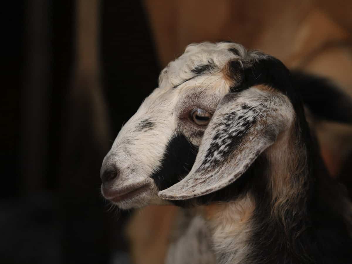 Bihar police receive complaint about 'murder' of billy goat