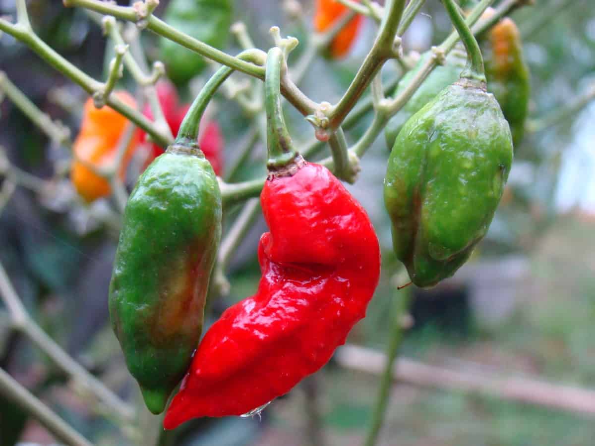 Bhut Jolokia, India-based hottest chili travels to London