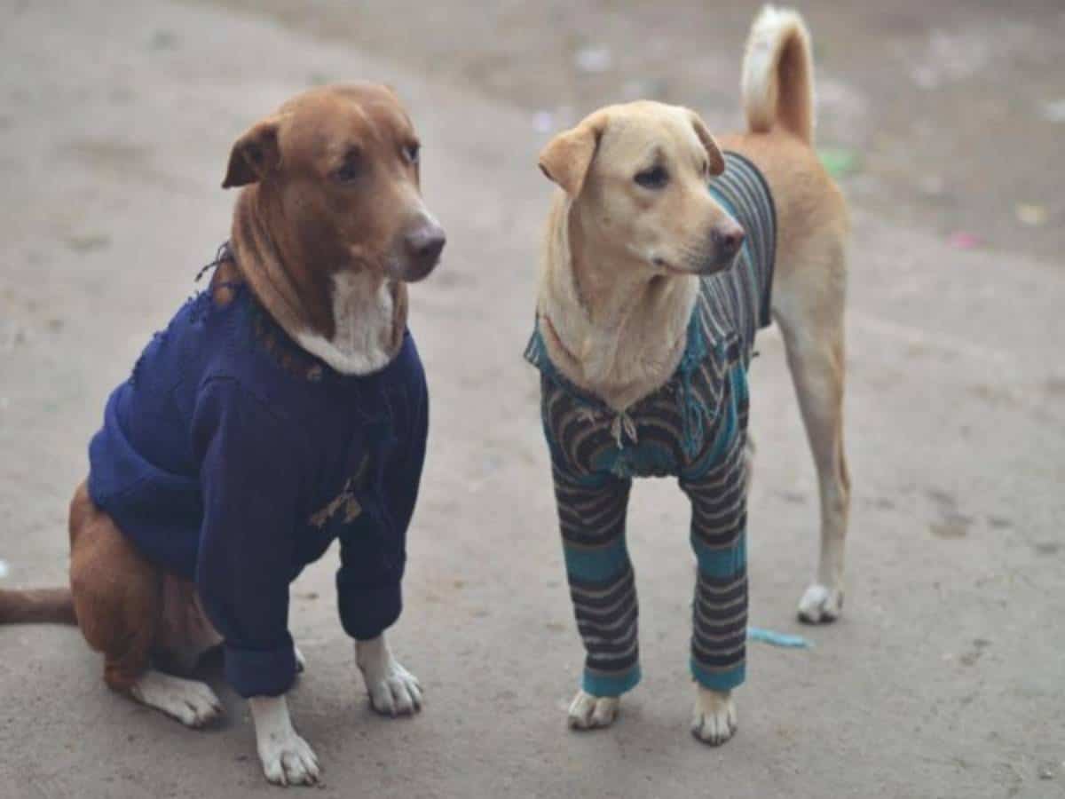 Andhra: Almost 300 stray dogs killed with poisonous injections