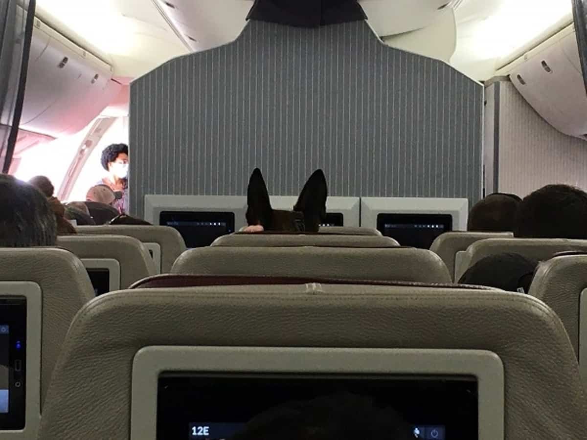 military dogs