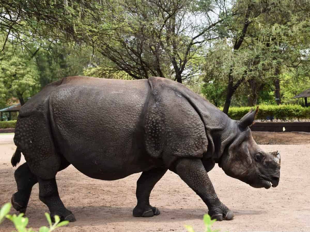 IOC offers to adopt rhinoceros in Hyderabad Zoo