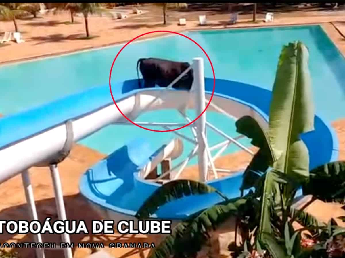 Viral video: Cow escapes from slaughterhouse, rides a slide at water park