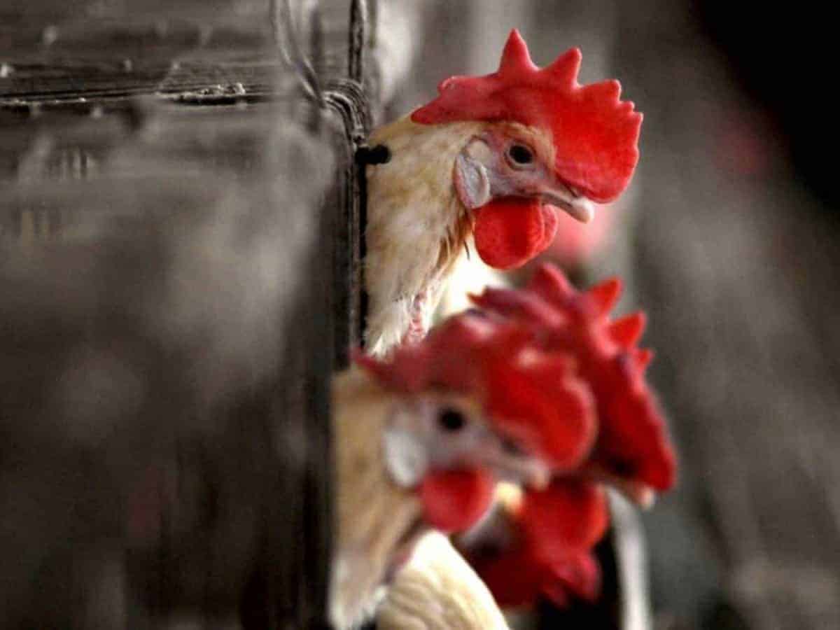 UAE lifts ban on imports of poultry from India after five years