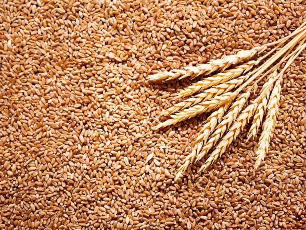 How the Russia-Ukraine crisis affect Arab countries over wheat supplies