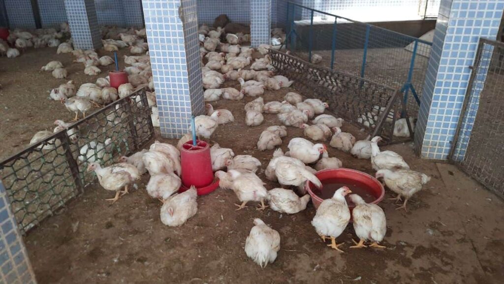 chicken prices in hyderabad