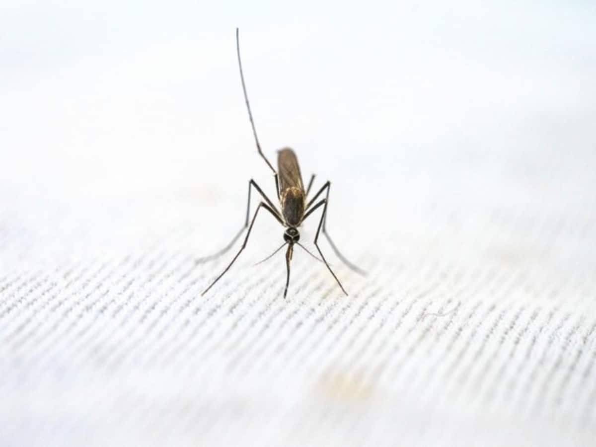 Study: Malaria spike linked to amphibian die-off