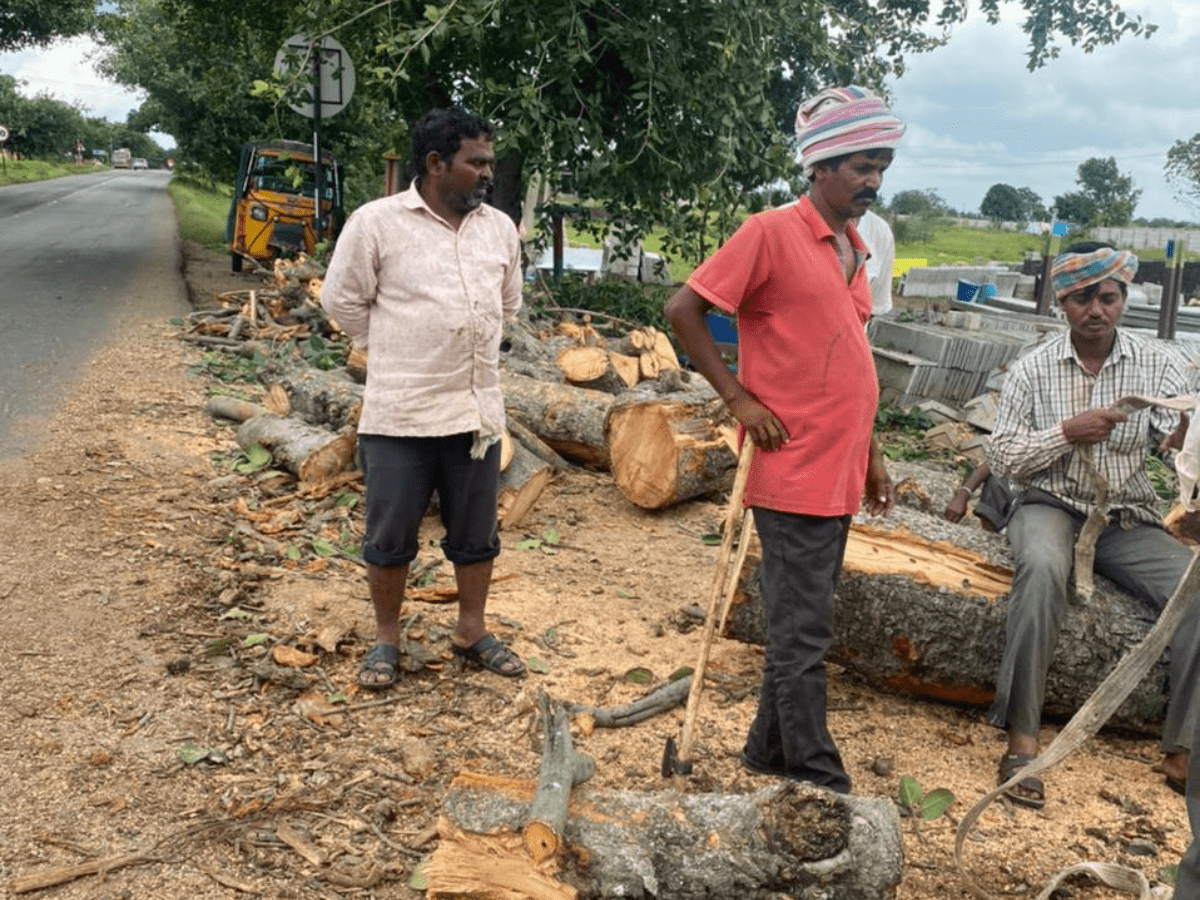 Chevella Banyans being cut despite petition at NGT, say activists