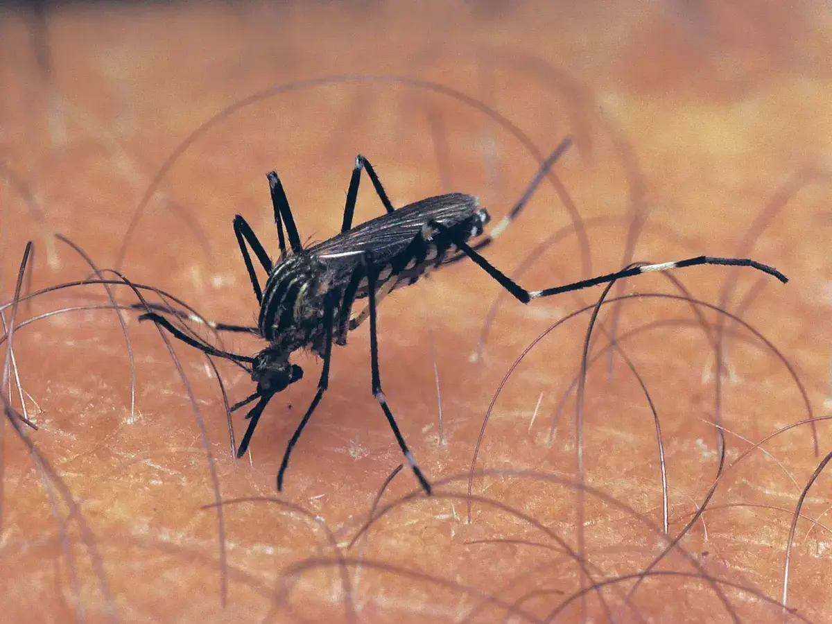 Telangana reports 447 chikungunya cases amid US travel advisory