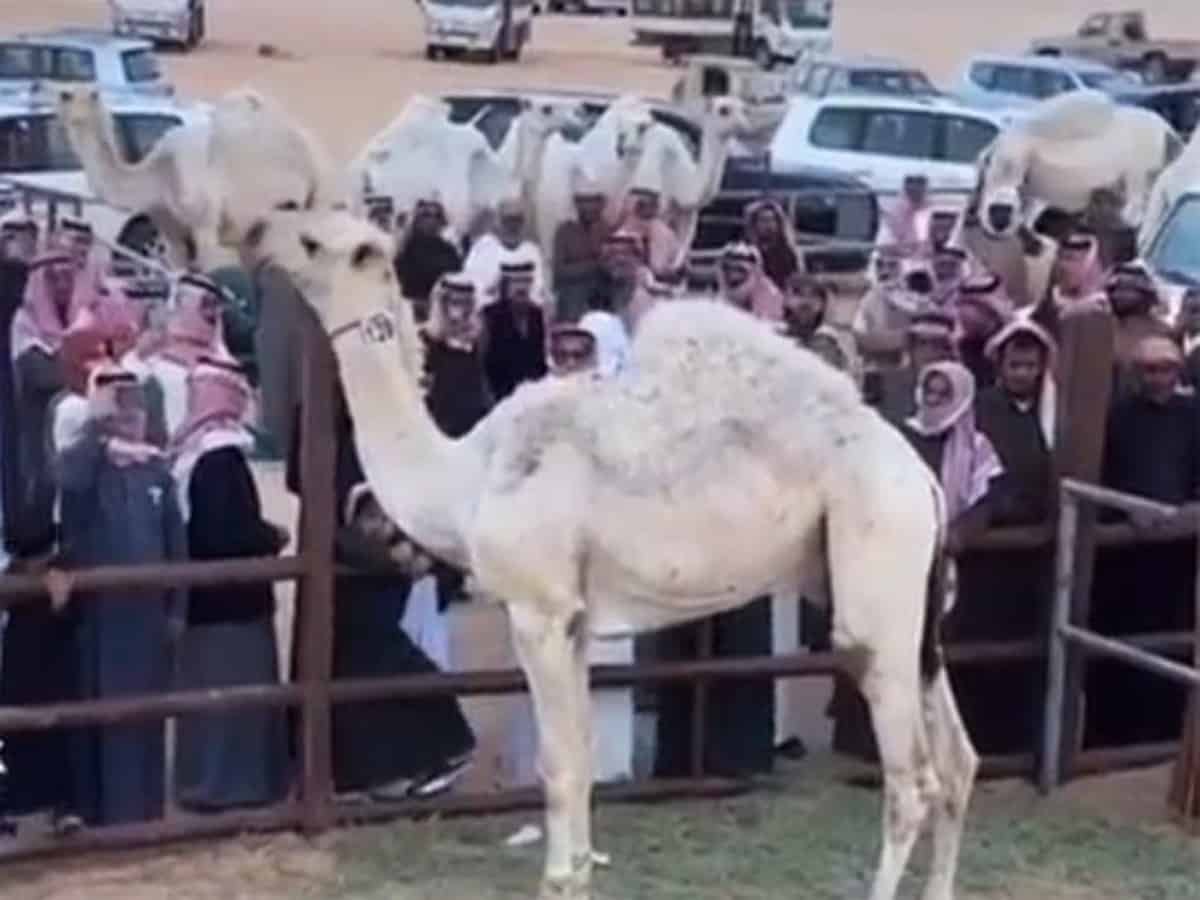 Video: Camel sold for SR3.5 million in Saudi Arabia
