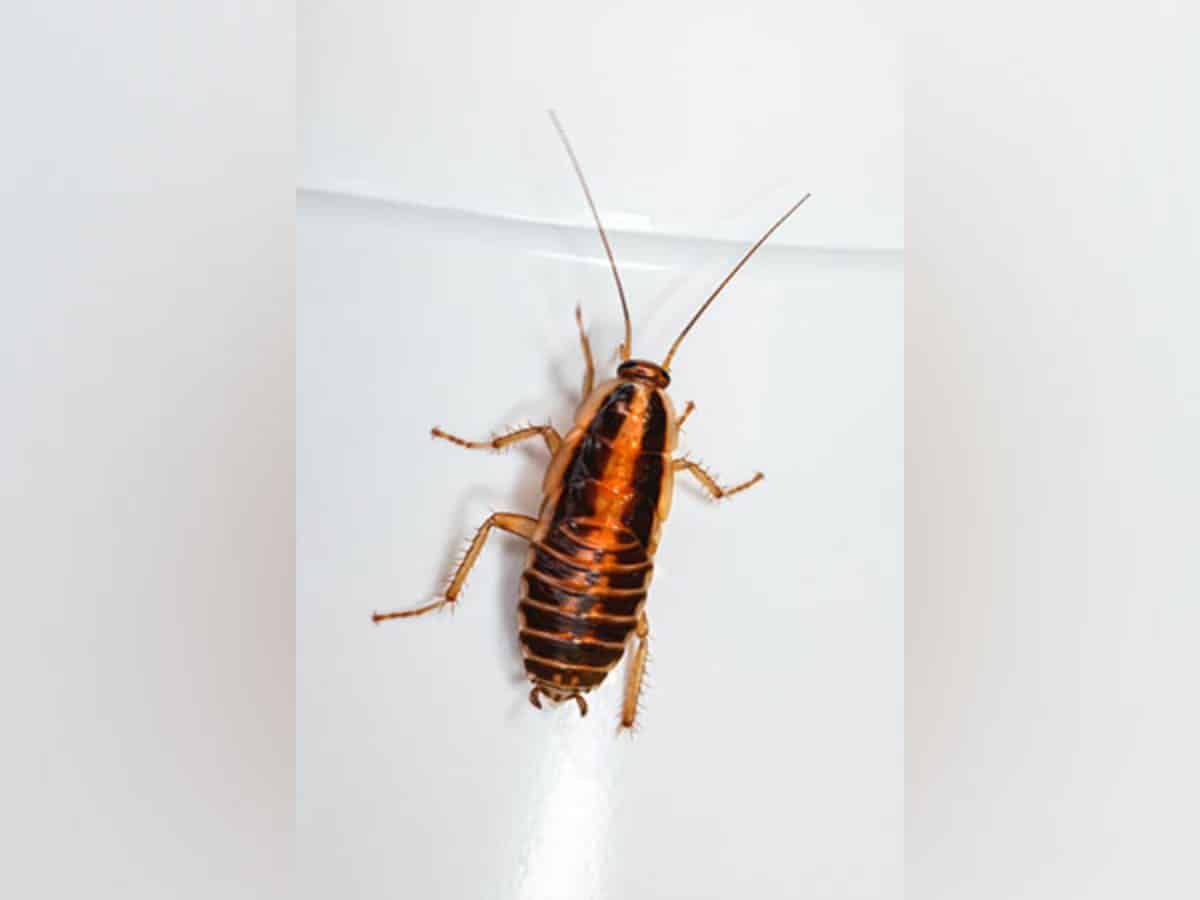 Live cockroach removed from man's intestine in Delhi